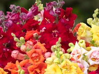 Львиный зев (Антирринум) большой