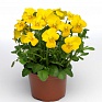 Виола рогатая (Viola cornuta)