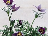 Прострел даурский  ()