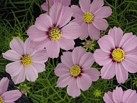 Космея дваждыперистая (Casanova)