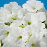 Петуния многоцветковая (Petunia multiflora)