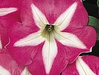 Петуния многоцветковая (Carpet F1)