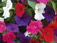 Петуния многоцветковая (Lambada F1)