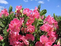 Горошек душистый (Villa Roma)