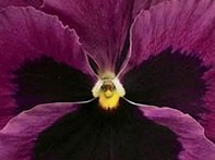 Виола Виттрока