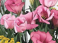 Лизиантус (Эустома) крупноцветковый (Laguna F1)