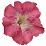 Петуния крупноцветковая (генетически компактная) (Petunia grandiflora)