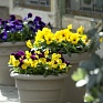 Виола рогатая (Viola cornuta)