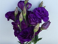 Лизиантус (Эустома) крупноцветковый (Can Can)