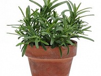 Розмарин лекарственный (Rosemary)