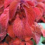 Колеус гибридный (Coleus х hybrida)