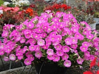 Петуния ампельная гибридная (Pendolino F1)