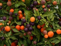 Перец летний (Hot Pops)