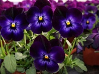 Виола рогатая (Corina F1)