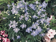 Дельфиниум крупноцветковый (Summer)