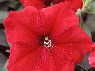 Петуния многоцветковая (Lambada F1)