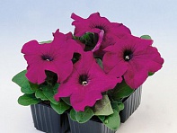 Петуния крупноцветковая (генетически компактная) (Limbo GP F1)