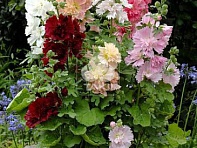 Мальва (Штокроза) розовая (Spring Celebrities)