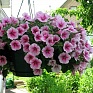 Петуния ампельная гибридная (Petunia х hybrida)