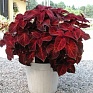 Колеус гибридный (Coleus х hybrida)