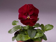 Виола Виттрока