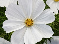 Космея дваждыперистая (Sonata)