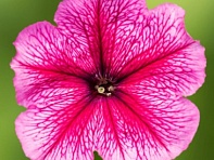 Петуния многоцветковая (генетически компактная) (Damask F1)