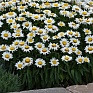 Нивяник превосходный (Leucanthemum x superbum)
