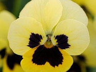 Виола рогатая (Sorbet XP F1)