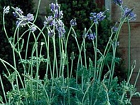 Лаванда многонадрезная (Spanish Eyes)