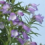 Пенстемон мехикальский (Penstemon x mexicali)