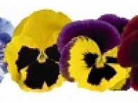 Виола виттрока (Inspire Plus F1)