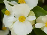 Бегония гибридная ампельная (зеленая листва) (Hula F1)