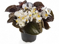 Бегония гибридная (бронзовая листва) (Bowler F1)