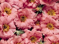 Портулак крупноцветковый (Sundial F1) Портулак крупноцветковый (Sundial F1)