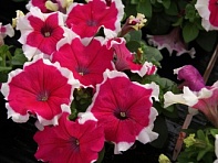 Петуния крупноцветковая (генетически компактная) (Limbo GP F1)
