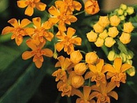 Ваточник курассавский (Silky)