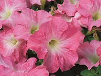 Петуния крупноцветковая (Ultra F1)
