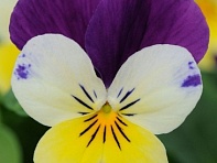 Виола рогатая (Sorbet XP F1) Виола рогатая (Sorbet XP F1)