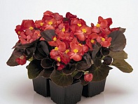 Бегония вечноцветущая (бронзовая листва) (Nightlife F1)