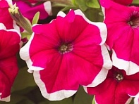 Петуния крупноцветковая (Hulahoop F1)