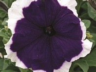 Петуния крупноцветковая (Frost F1)