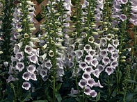 Наперстянка пурпурная