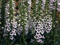 Наперстянка пурпурная (Camelot F1)