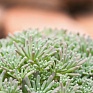 Седум краснеющий (Sedum rubens)