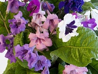 Стрептокарпус гибридный (Wiesmoor Hybrids)