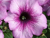 Петуния многоцветковая (Mirage F1)