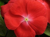 Катарантус розовый (Pacifica XP)