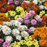Цинния изящная (Zinnia elegans)