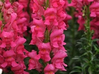 Львиный зев (Антирринум) большой (Potomac F1)